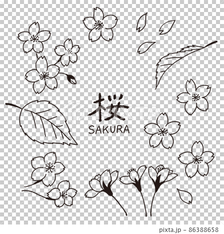 A set of hand-drawn line art illustrations of cherry blossom petals and leaves A set of hand-drawn line art illustrations of cherry blossom petals and leaves 86388658