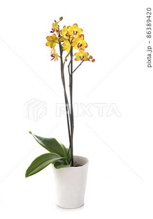 moth orchids in studio 86389420