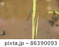 イトトンボ 86390093