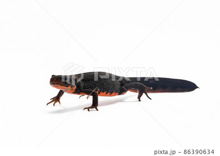 アカハライモリ　雄 86390634