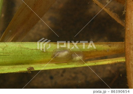 アカハライモリの卵 アカハライモリの卵 86390654