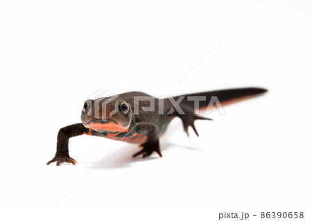 アカハライモリ　雌 86390658