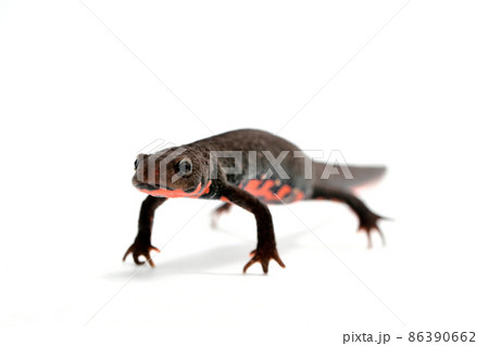 アカハライモリ　雌 86390662