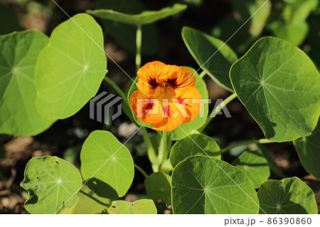 キンレンカ キンレンカ 86390860