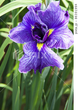 花菖蒲 86391994