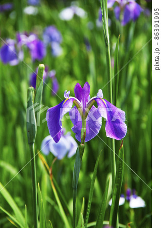 花菖蒲 86391995