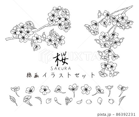 手描き白黒線画 桜のイラストセットのイラスト素材