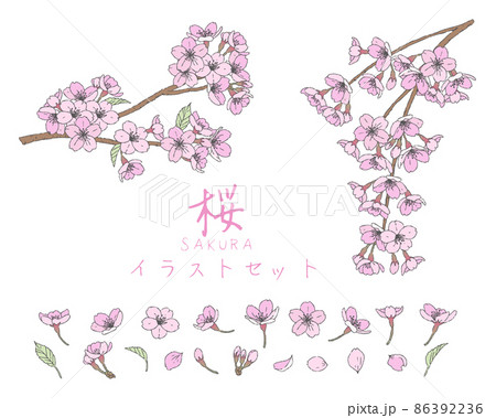 手描き線画 桜のイラストセットのイラスト素材