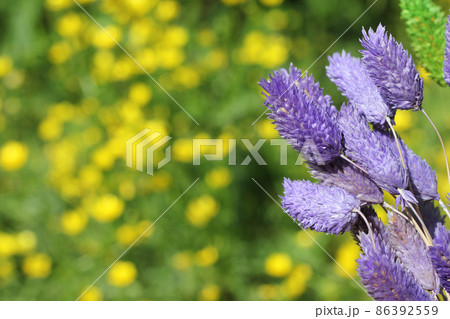 Dried Flowers with Blurred Yellow Flowers in Background Dried Flowers with Blurred Yellow Flowers in Background 86392559