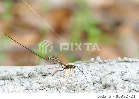 オナガバチの一種(メス) オナガバチの一種(メス) 86392721