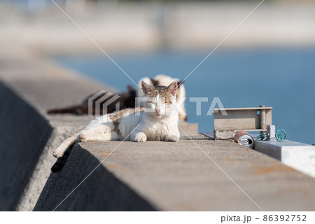 堤防でくつろぐ猫　キジトラ白 86392752