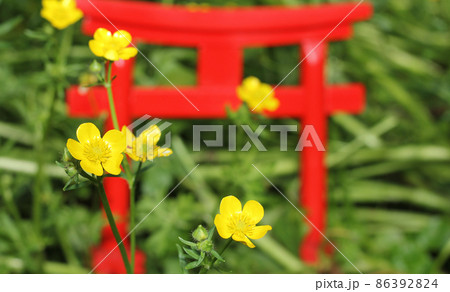 Yellow Flowers With Miniature Shinto Shrine Torii Gate 86392824