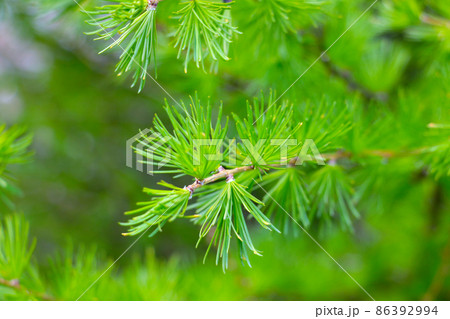 Beautiful young green spruce and juniper branch. Beautiful young green spruce and juniper branch. 86392994
