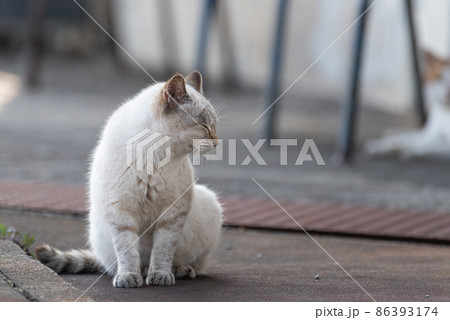 座る猫 86393174