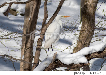 白鷺＿シラサギ＿はくろ＿egret 86393240