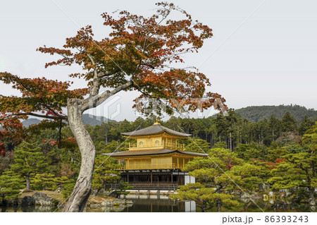 晩秋の鹿苑寺　鏡湖池と舎利殿　金閣 86393243