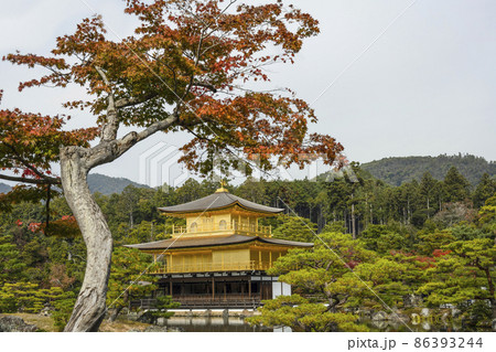 晩秋の鹿苑寺 鏡湖池と舎利殿 金閣 晩秋の鹿苑寺 鏡湖池と舎利殿 金閣 86393244