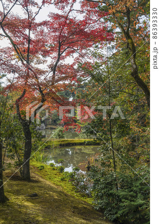 晩秋の鹿苑寺(金閣寺)境内の紅葉 晩秋の鹿苑寺(金閣寺)境内の紅葉 86393330