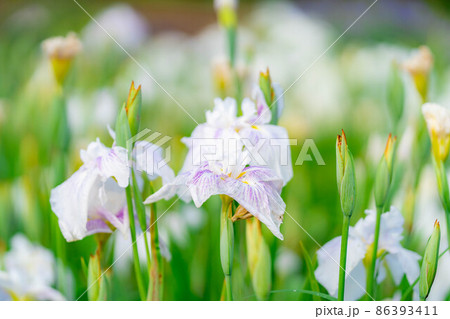 アヤメの花【長野県】 86393411