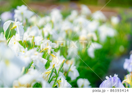アヤメの花【長野県】 アヤメの花【長野県】 86393414
