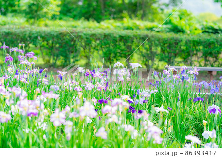 アヤメの花【長野県】 アヤメの花【長野県】 86393417