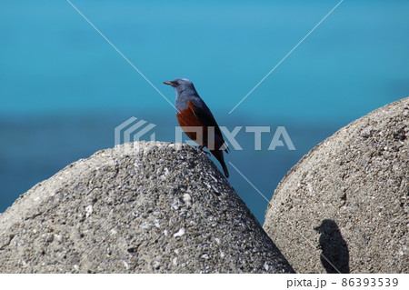 イソヒヨドリ 沖縄でよく見かける野鳥 イソヒヨドリ 沖縄でよく見かける野鳥 86393539