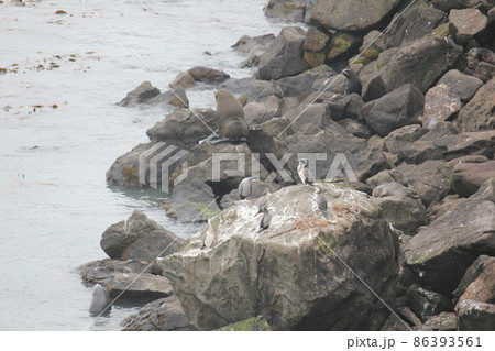 アザラシニュージーランド アザラシニュージーランド 86393561