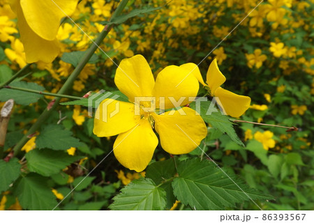 ヤマブキ 86393567
