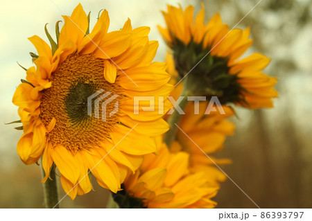 Yellow Sunflowers outdoors in Garden Close up 86393797