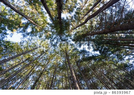 浅間尾根のブナ林（浅間嶺） 86393967