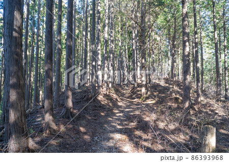 浅間尾根の登山道（浅間嶺） 86393968