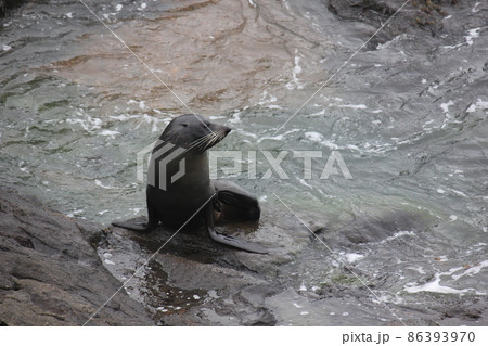 アザラシ ニュージーランド アザラシ ニュージーランド 86393970