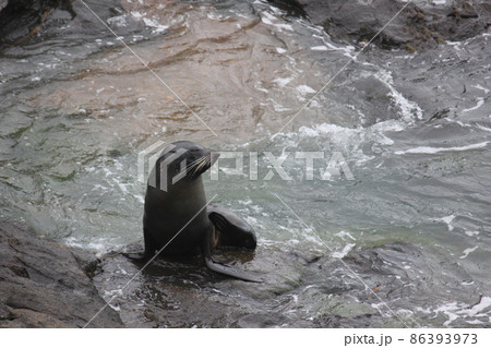 アザラシ ニュージーランド  86393973