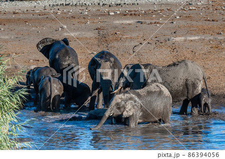 African Elephants drinking at a waterhole 86394056