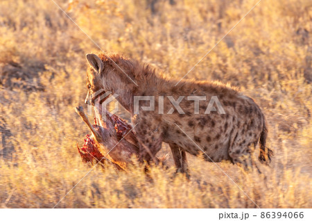 Spotted Hyena with Prey 86394066