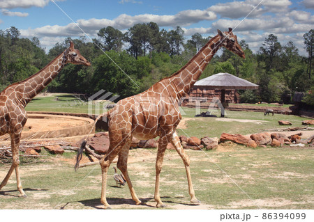 Giraffes in Wildlife Park With Blue Sky Giraffes in Wildlife Park With Blue Sky 86394099