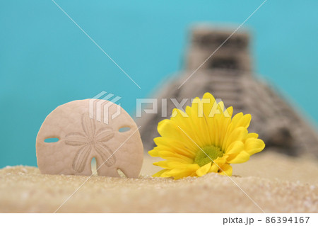 Flower and Sand Dollar on Sand With Pyramid in Background 86394167