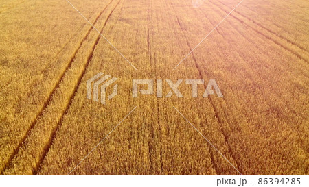Flying over field of yellow ripe wheat. Natural background. 86394285