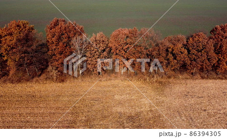 Aerial Drone View. Trees with brown dry leaves grow between field after harvest 86394305