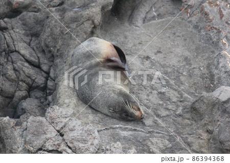 アザラシニュージーランド  86394368