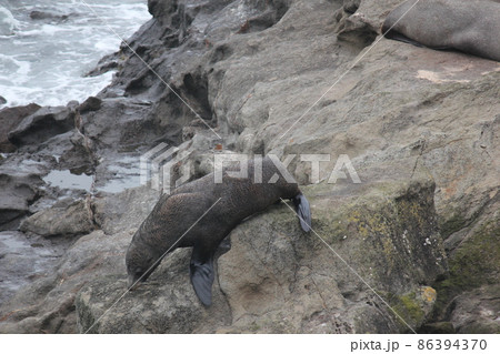 アザラシニュージーランド アザラシニュージーランド 86394370