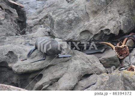 アザラシニュージーランド  86394372