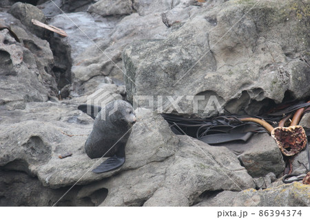 アザラシニュージーランド  86394374