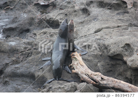 アザラシ ニュージーランド  86394577