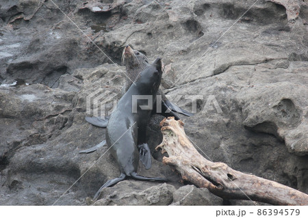 アザラシ ニュージーランド  86394579