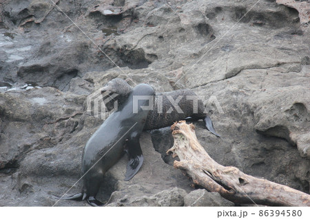 アザラシ ニュージーランド  86394580