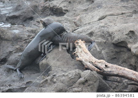 アザラシ ニュージーランド アザラシ ニュージーランド 86394581