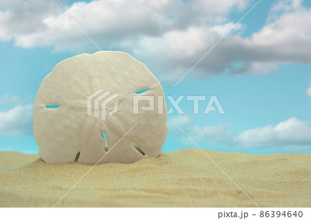 Sand Dollar on Beach With Blue Sky Background 86394640
