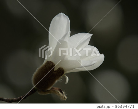 キタコブシの花 キタコブシの花 86394771
