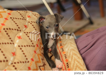 飼い主のお腹の上で甘える子犬、イタリアングレーハウンド 飼い主のお腹の上で甘える子犬、イタリアングレーハウンド 86394829